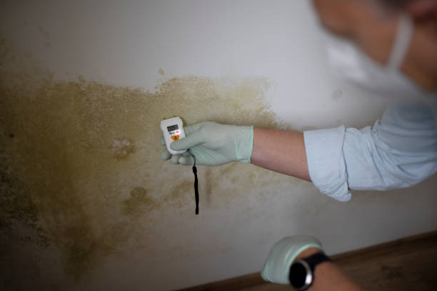 Best Commercial Mold Remediation in USA